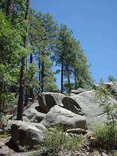 Northern Bradshaw Mtns