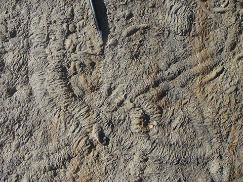 Trilobite crawling traces