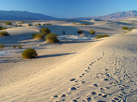 Mesquite Dunes