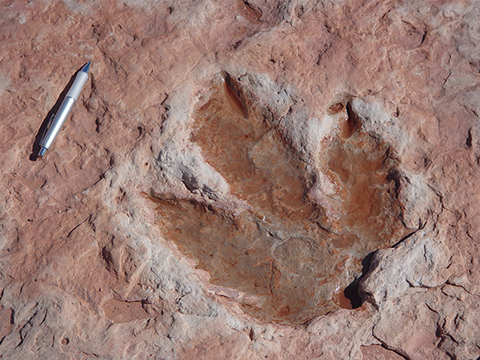 Dilophosaur footprint in the Moenave Fm