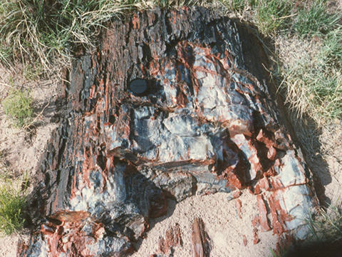 Petrified log in Petrified Forest NP