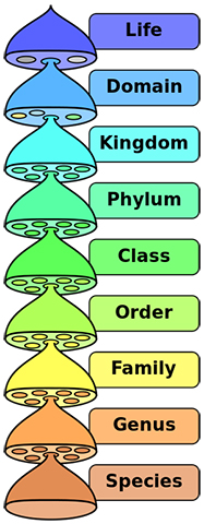 life classification