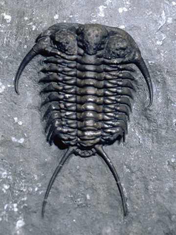 Trilobite Dicranus