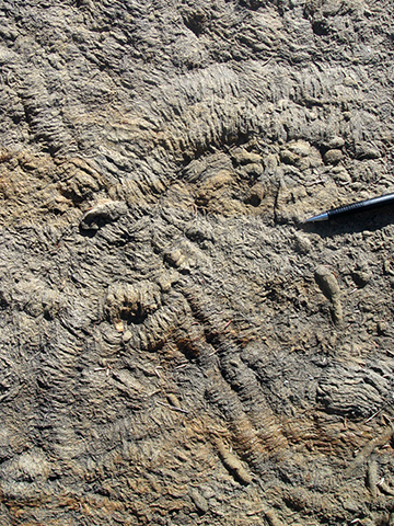 Bright Angel Shale trilobite tracks