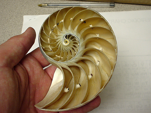 Coiled fossil shape