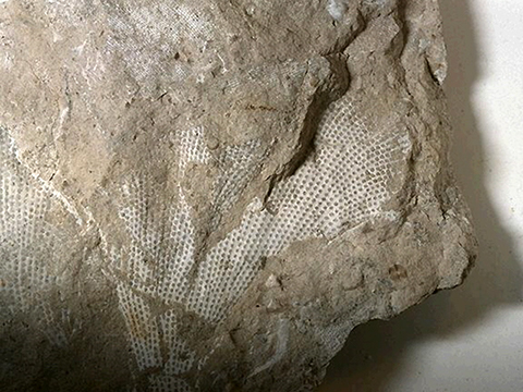 Colonial fossil