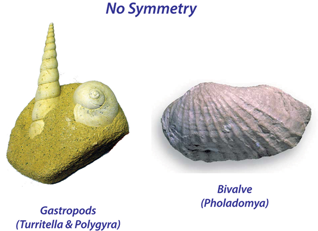 no symmetry