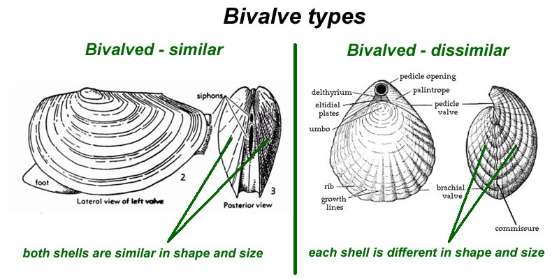 Bivalve types