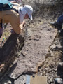 Brad examining trilobite tracks