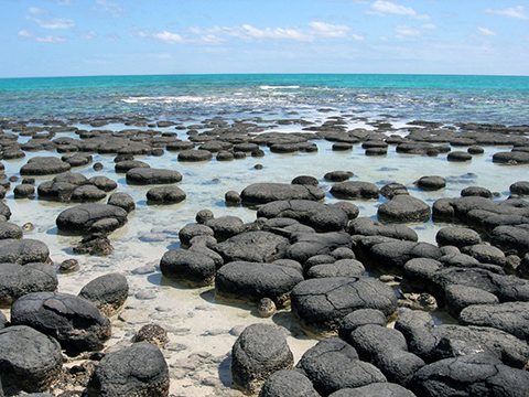 Shark Bay stromatolites