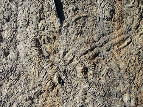 Bright Angel trilobite tracks