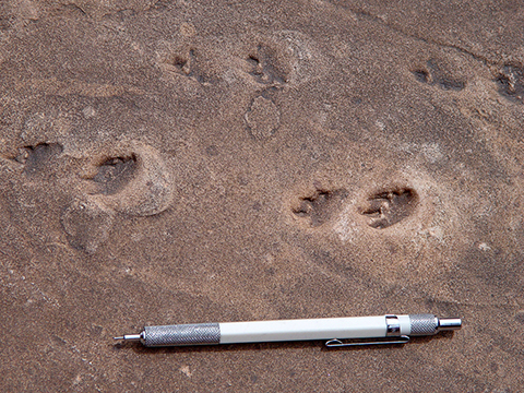 tetrapod tracks