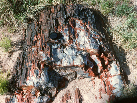 Chinle Formation petrified log