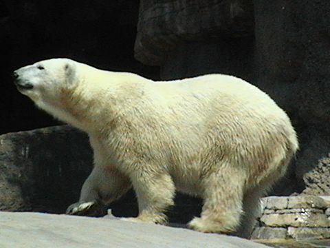 Polar bear