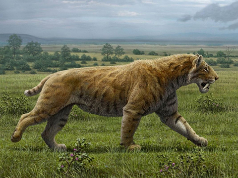 Smilodon populator